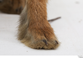 Hare  1 foot 0002.jpg